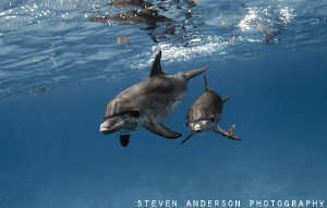 Spotted Dolphins enjoy some early morning playtime over t... by Steven Anderson 